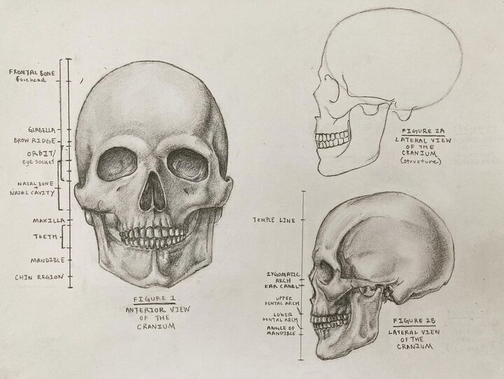 Skull studies, Pencil
