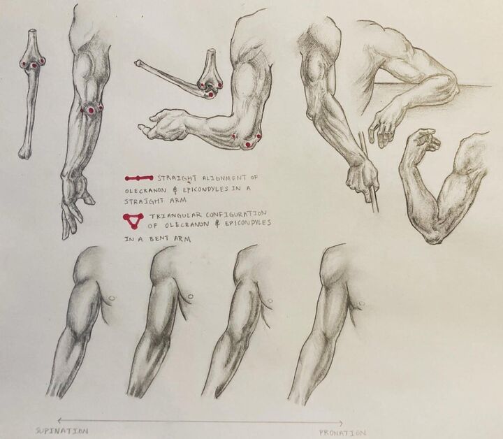Studies of the arm, Pencil