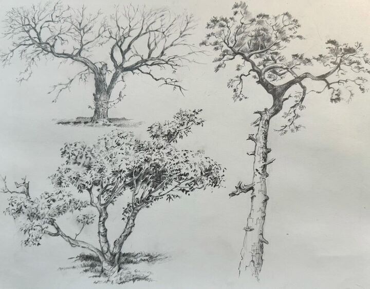 Three trees, three styles, Pencil