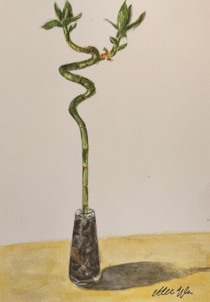 Lucky bamboo, Watercolor